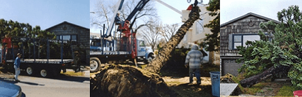 JRs Tree Services Queen Tree Removal