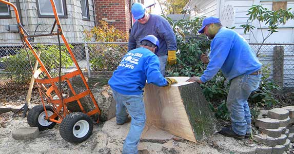 Queens Tree Removal - jrs tree services