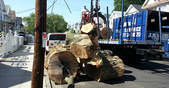 Queens Tree Removal - jrs tree services