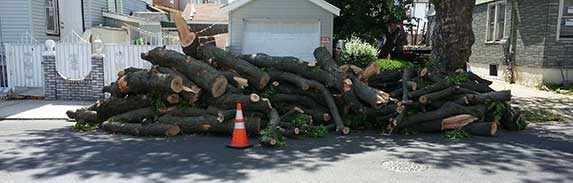 Queens Tree Removal - jrs tree services