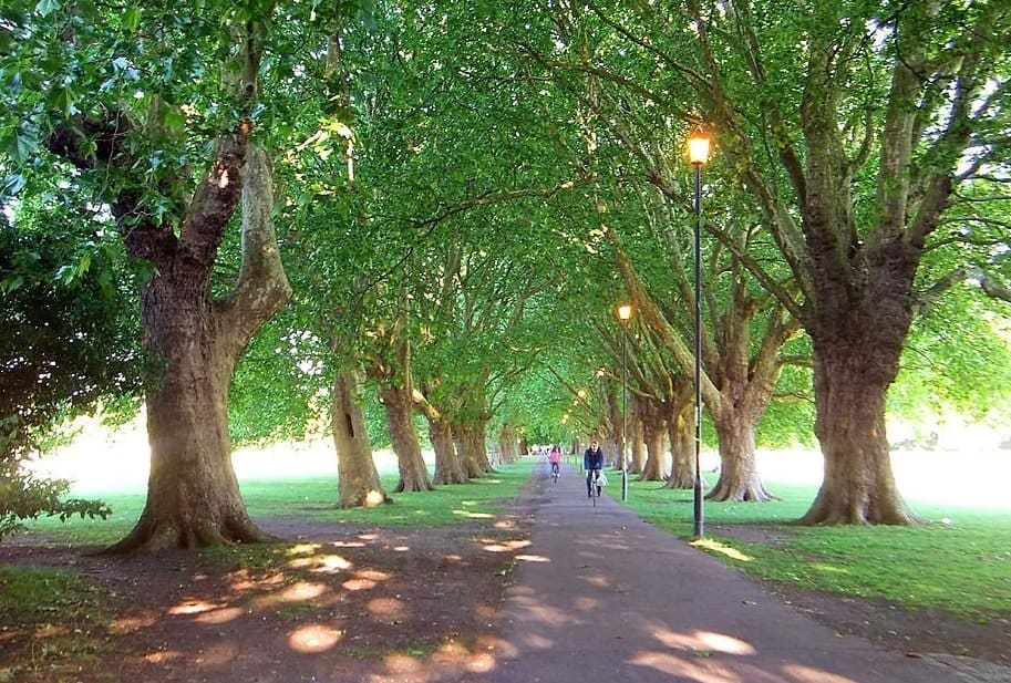 Top 5 Trees in Brooklyn and How to Care for Them JRs Tree Service