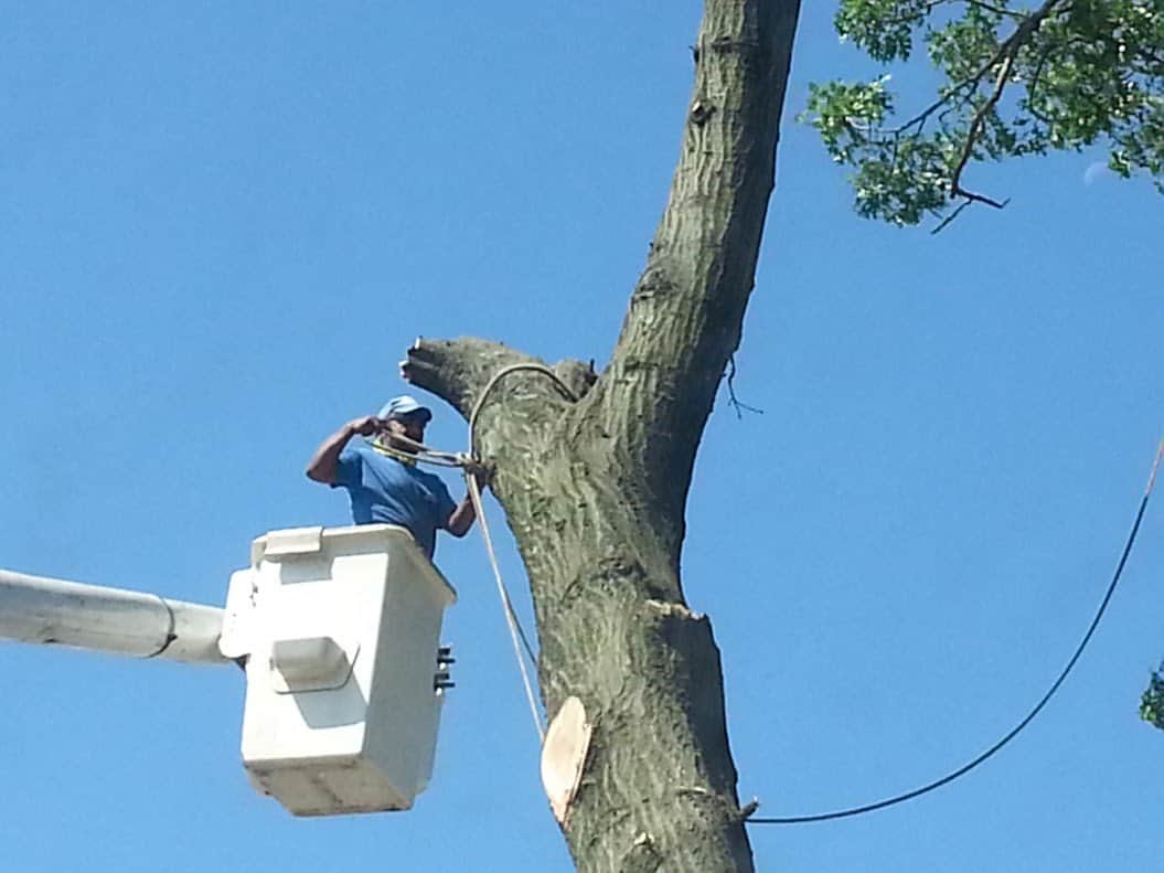 Tree Removal